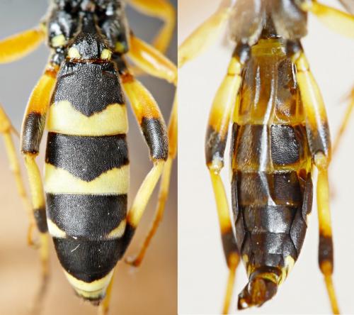 Réf. 191 018 : Ichneumon sarcitorius
